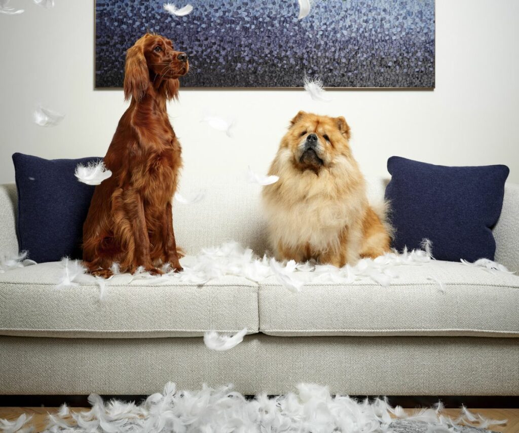 Dogs are sitting on sofa surrounded with feathers.